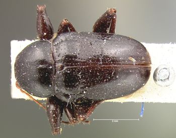 Media type: image;   Entomology 9793 Aspect: habitus dorsal view